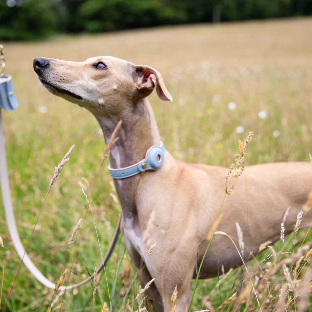 Apple AirTags for Pets: The Modern Solution for Your Fur-Ever Fit Companion?