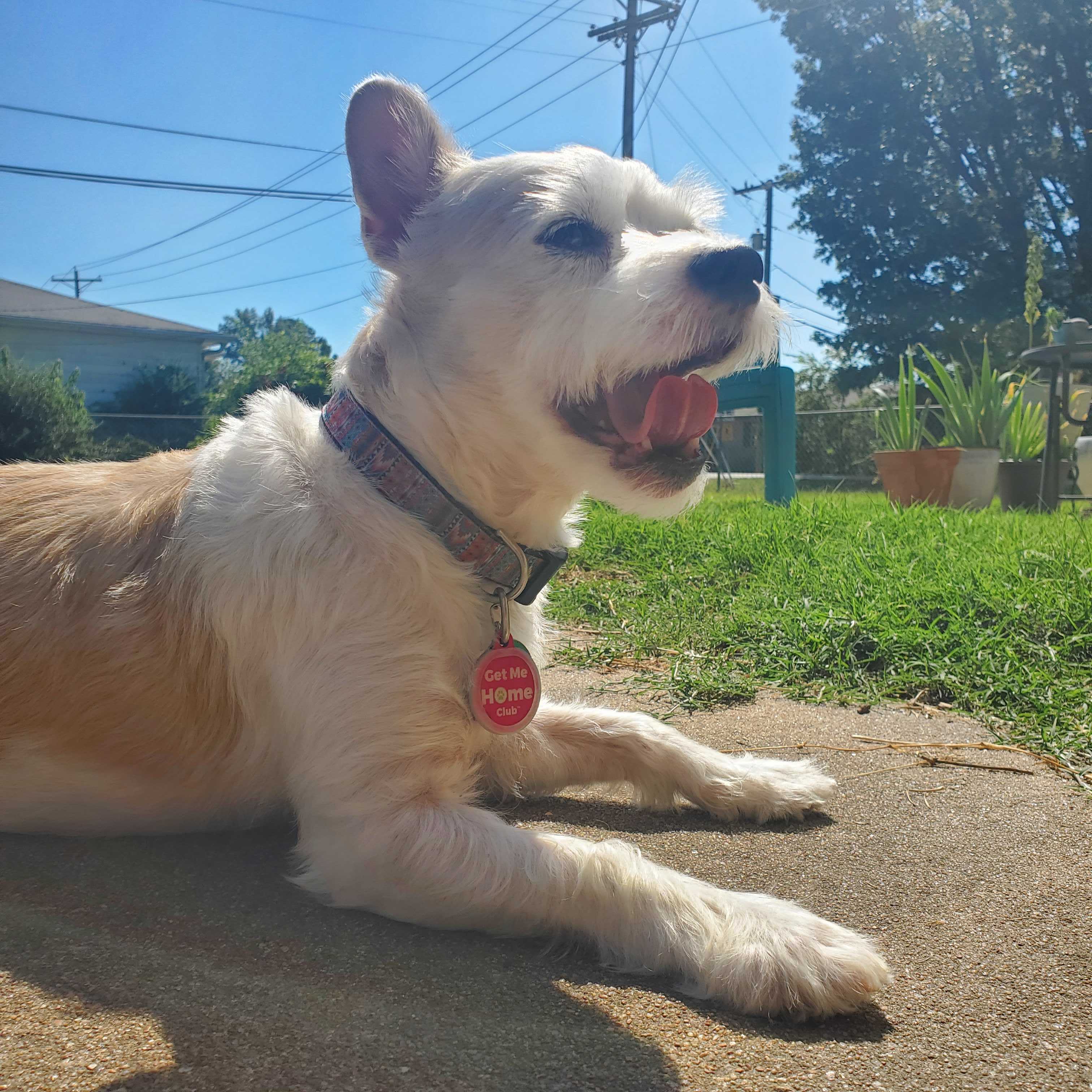 Collars and Leashes
