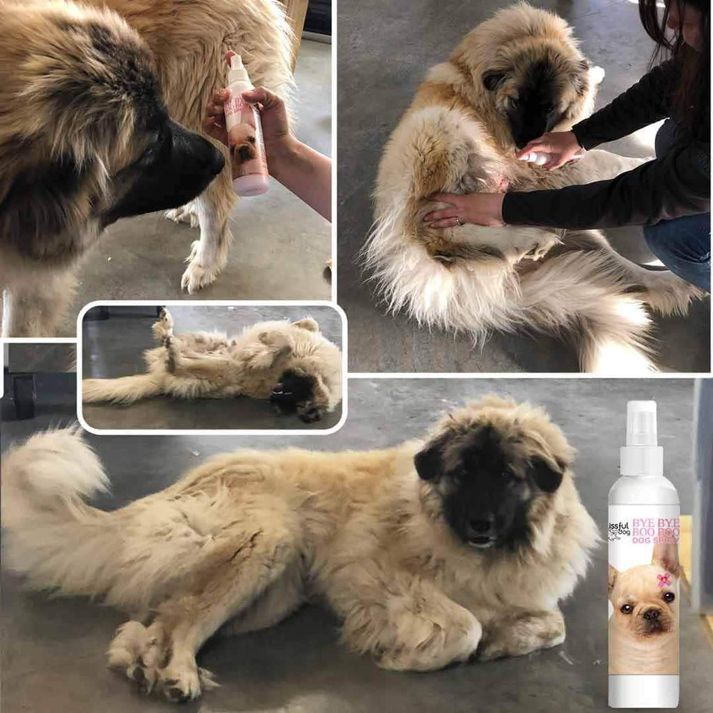 Bye Bye Boo Boo™ Dog Spray